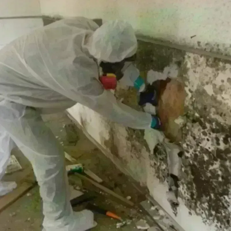 Mold Remediation and Removal in Adwolf, VA